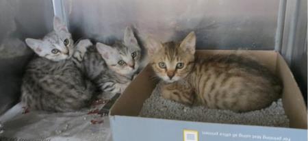 Društvo za zaščito živali Pomurja svetuje 6